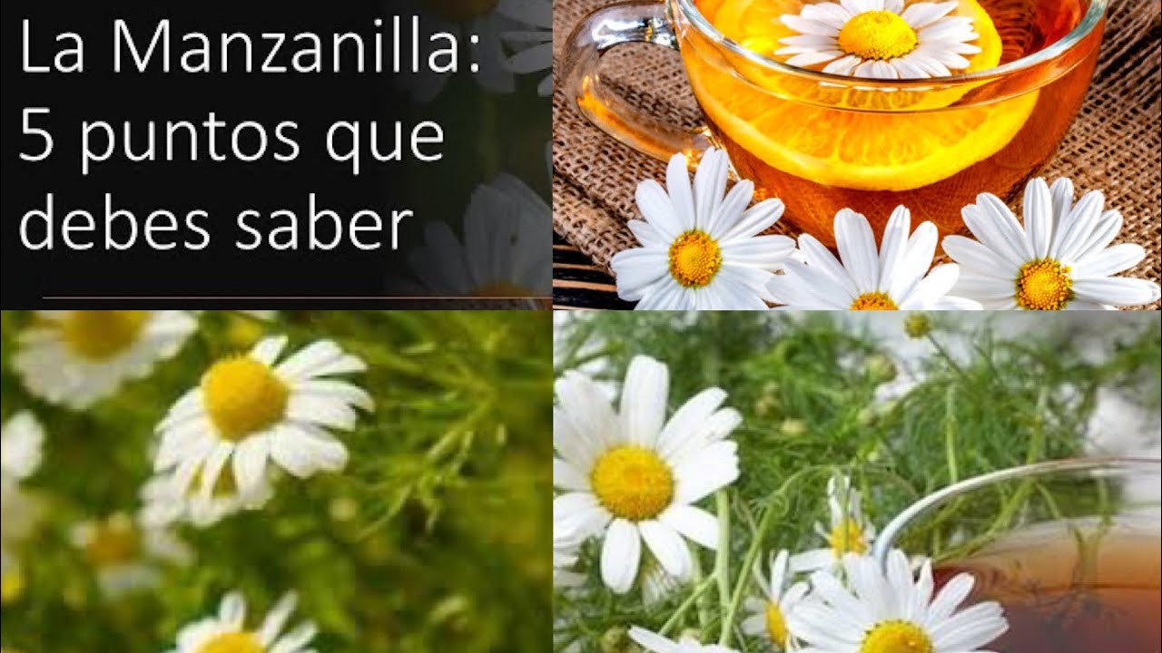 La Infusión de Manzanilla: 5 puntos que debes saber sobre el té de Camomila