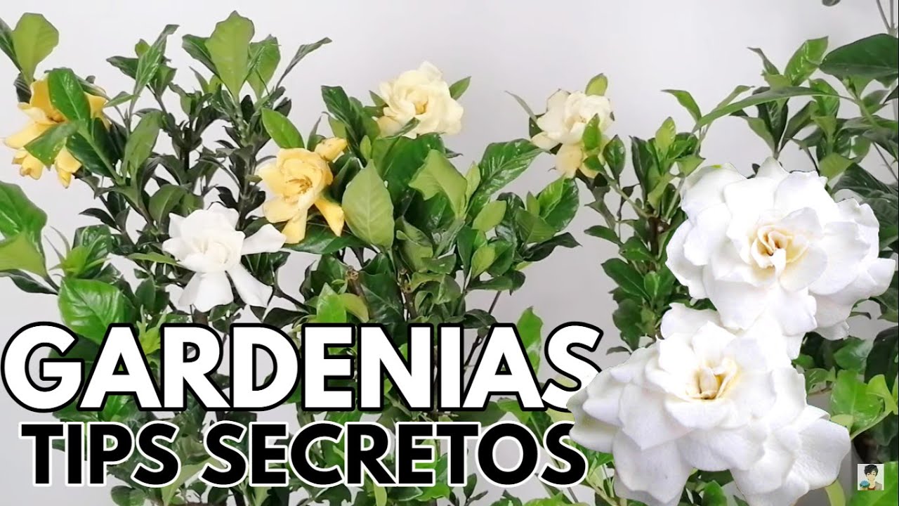 gardenias tips y secretos CHUYITO JARDINERO